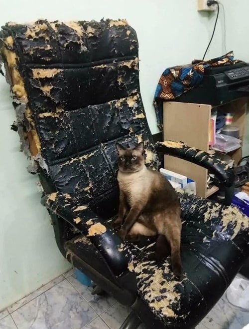 고양이가 정성들여 만든 디자인